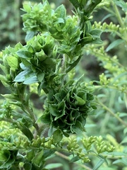 Asphondylia rosulata