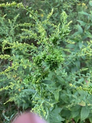 Asphondylia rosulata