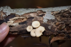 Lentinellus micheneri