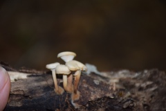 Lentinellus micheneri