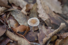 Baeospora