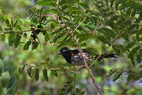 Riley’s Eastern Towhee