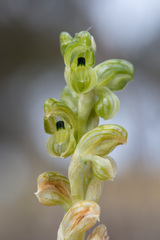 Field Greenhood (Pterostylis agrestis)