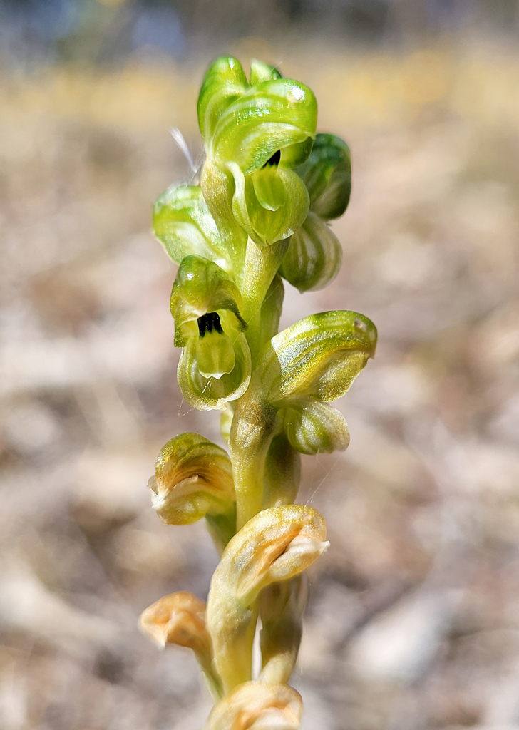 Pterostylis agrestis