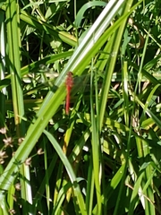 Sympetrum pallipes