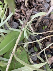 Anaphalis margaritacea