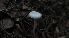 Inocybe