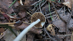 Inocybe