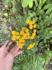 Tanacetum vulgare