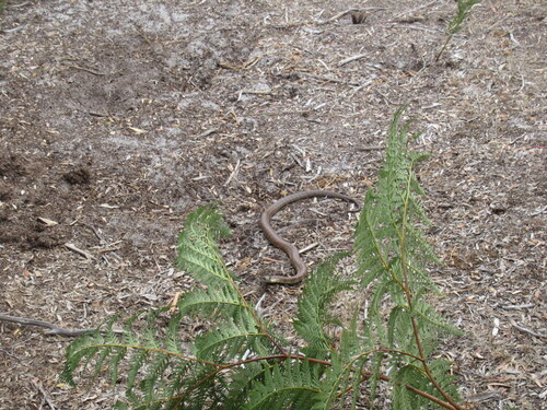 Tiger Snake sighting