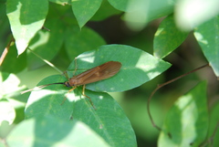 Hydatophylax formosus