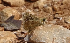 Muschampia alta
