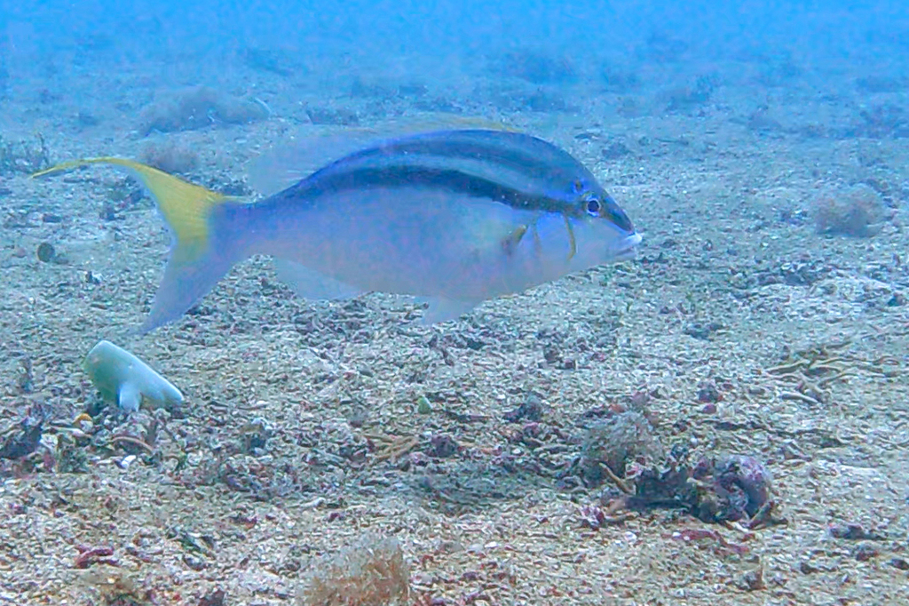 Bald-spot monocle bream (Scolopsis temporalis) — Nemipteridae