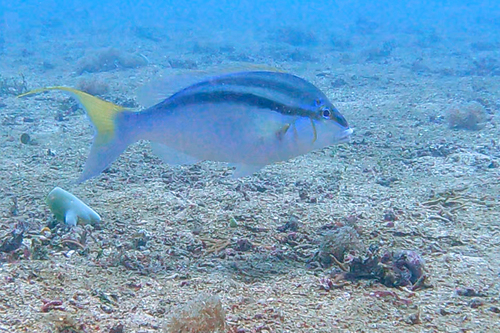 Kaalvlek-brilvis (Scolopsis temporalis) — Nemipteridae