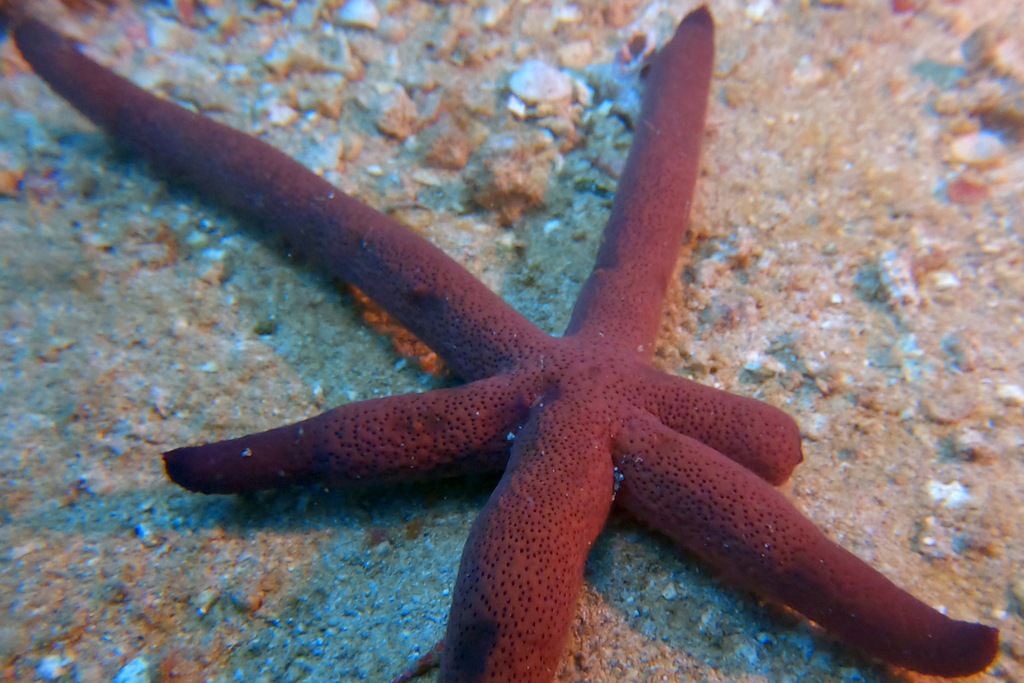 Luzon seastar