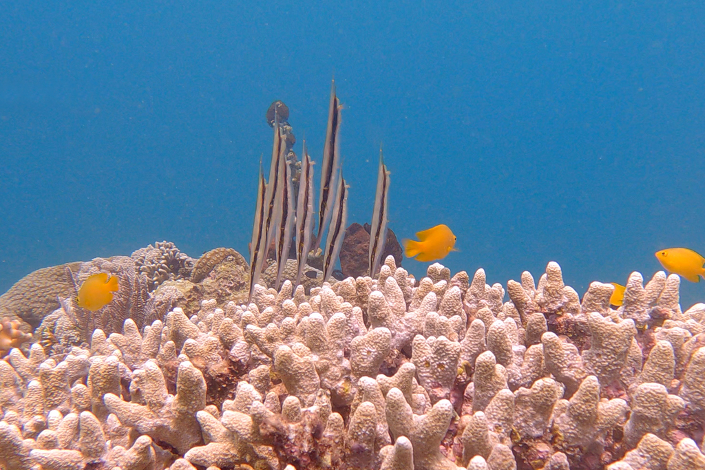 Razorfish