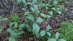 Menyanthes trifoliata