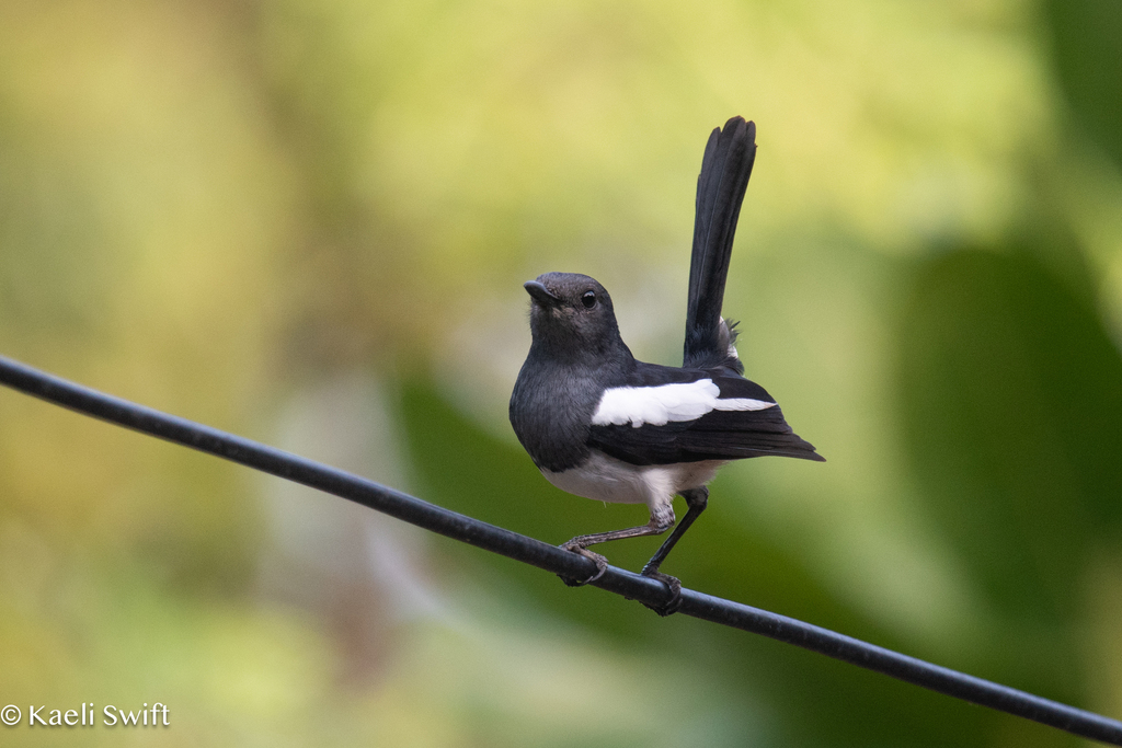 Philippine Magpie-Robin photo