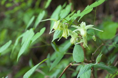 Epimedium koreanum iNat (2)