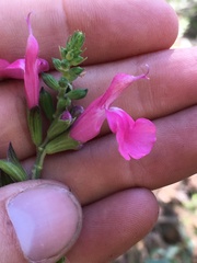 Salvia lemmonii