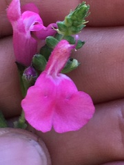 Salvia lemmonii