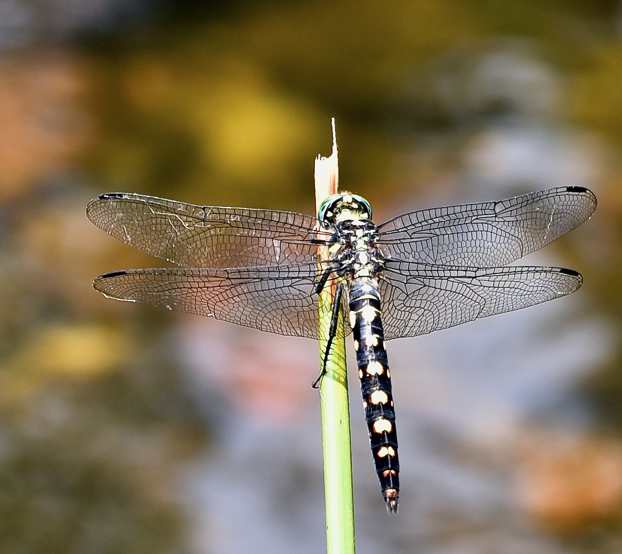 Stellate River Hawk