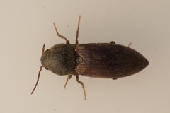 Agriotes obscurus
