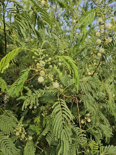 Image of Leucaena Pulverulenta (Leucaena pulverulenta) by (c) Alexa Hoffman, some rights reserved (CC BY)