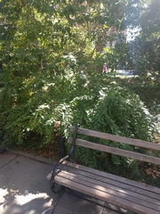 Callicarpa dichotoma