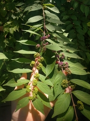 Callicarpa dichotoma