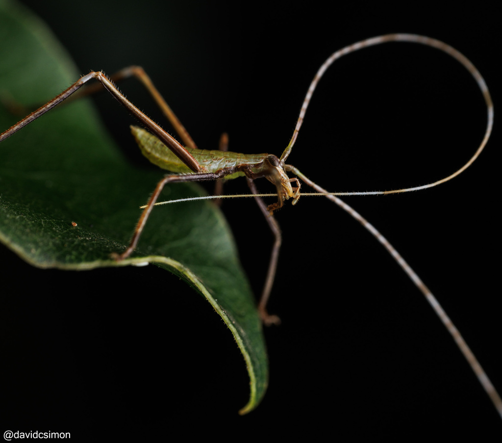 Pollen- and Nectar-feeding Katydids