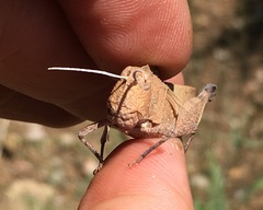 Tomonotus ferruginosus