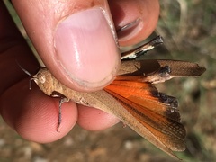 Tomonotus ferruginosus