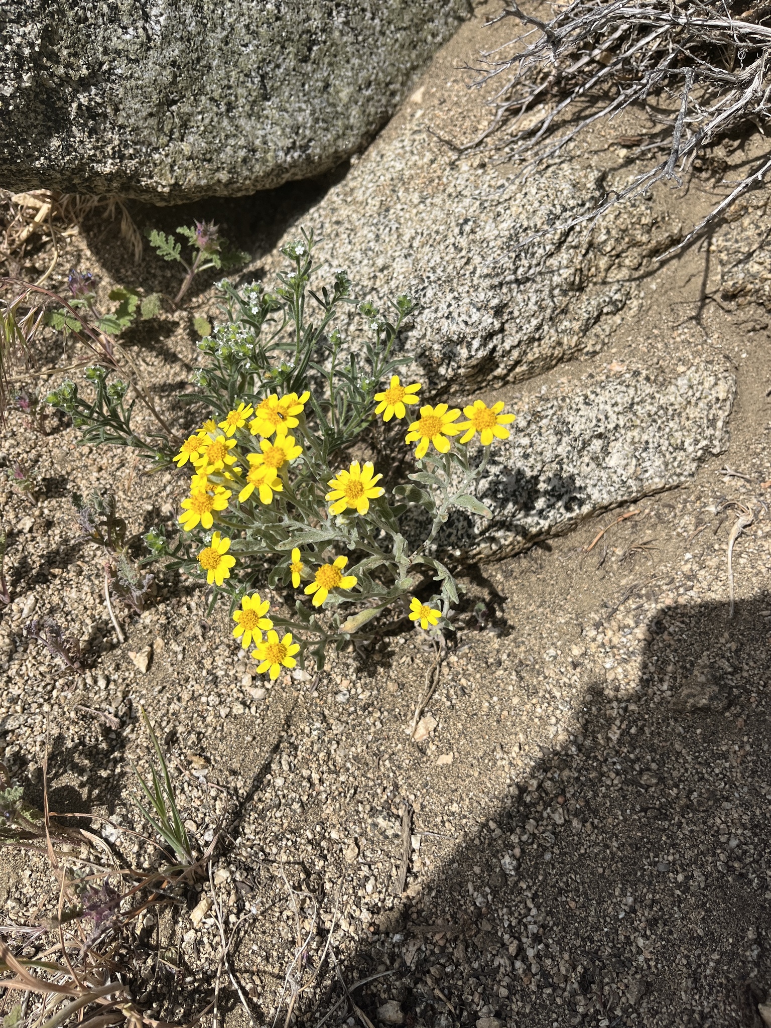Beautiful Woolly Sunflower (Eriophyllum ambiguum)