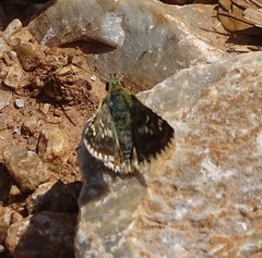 Muschampia alta