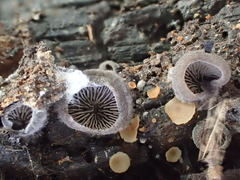 Hohenbuehelia grisea