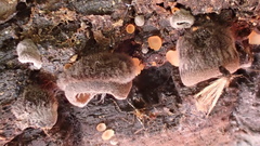 Hohenbuehelia grisea