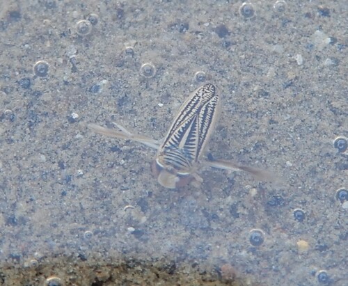 Sigara lineata
