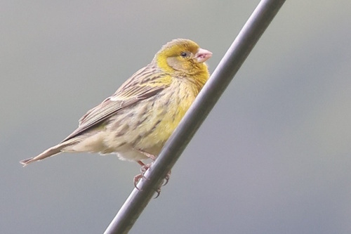 Serin des Canaries