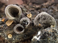 Hohenbuehelia grisea