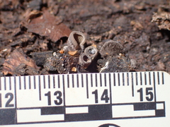 Hohenbuehelia grisea