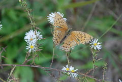 Argynnis zenobia