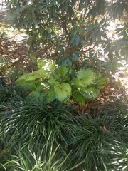 Hosta