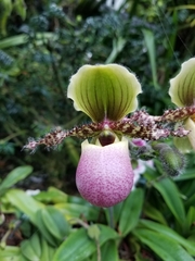 Paphiopedilum