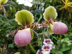 Paphiopedilum