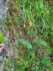 Erica carnea