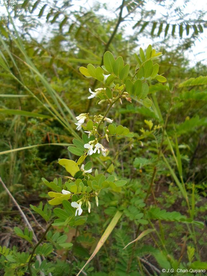 Dalbergia brownei