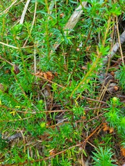 Erica carnea
