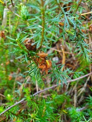 Erica carnea