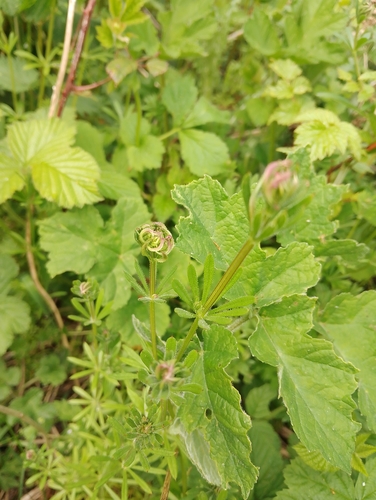 Galium gall mite, Longstone, Edinburgh EH14, UK, photo 6 of 10